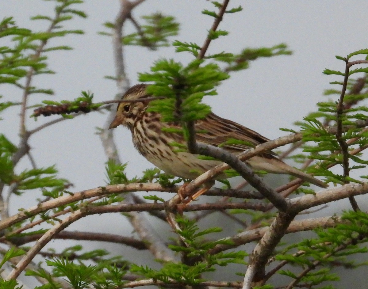 Savannah Sparrow - ML544999821
