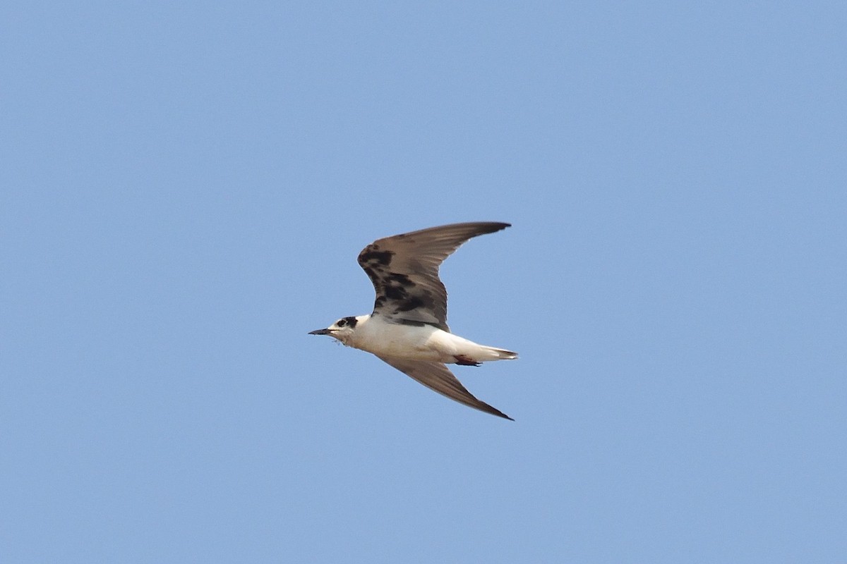 White-winged Tern - ML544999891