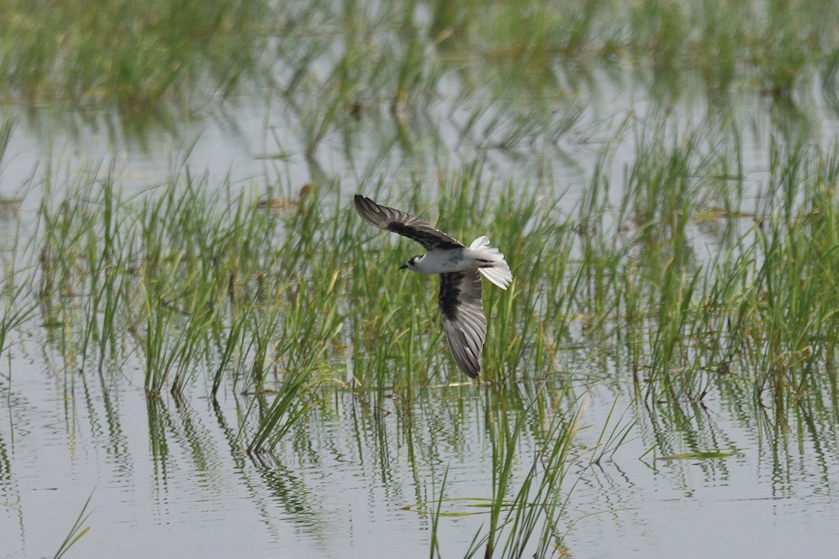 White-winged Tern - ML545000601