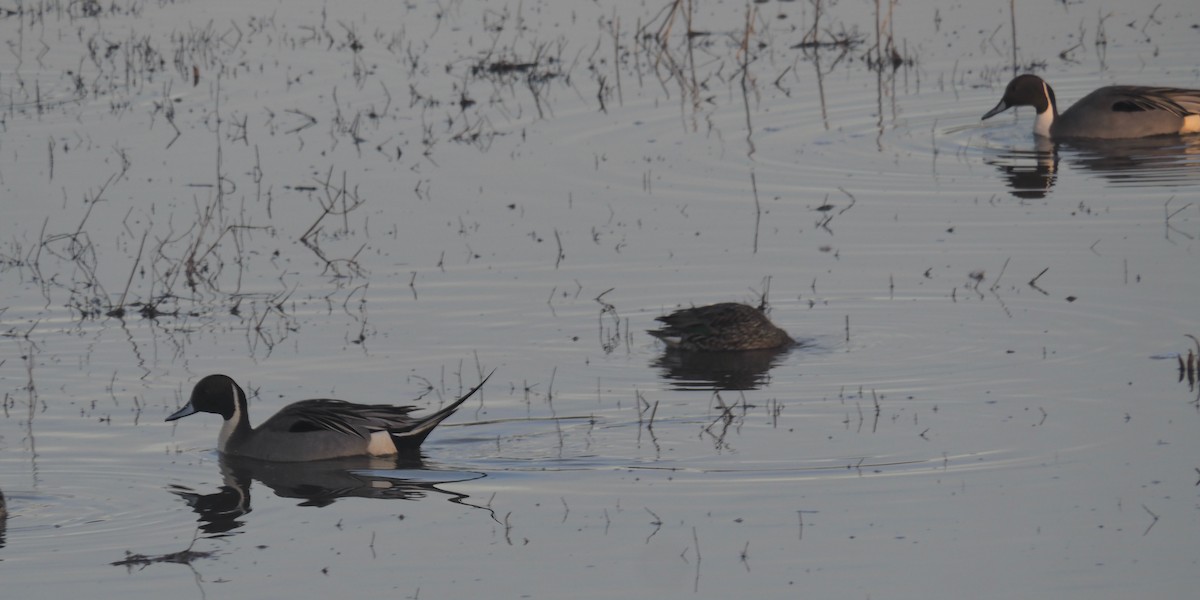 Northern Pintail - Anne Ardillo