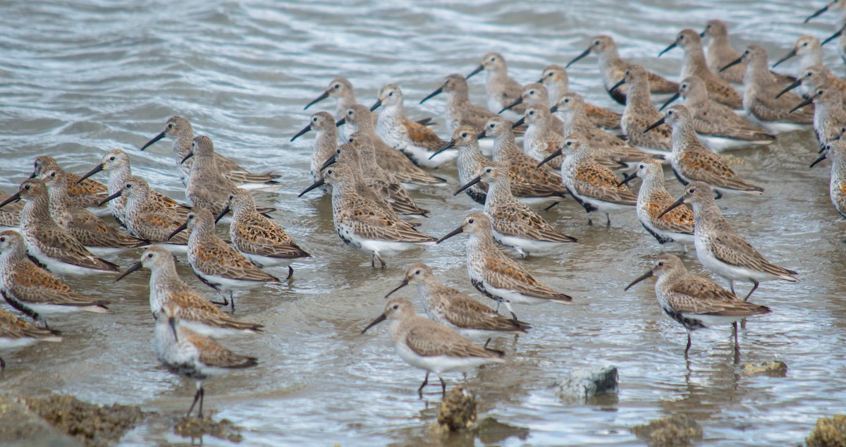 Dunlin - ML54500211