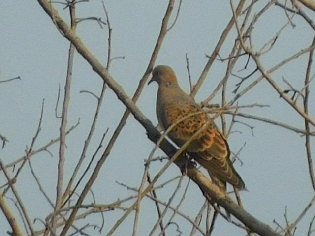 Oriental Turtle-Dove - ML545002591