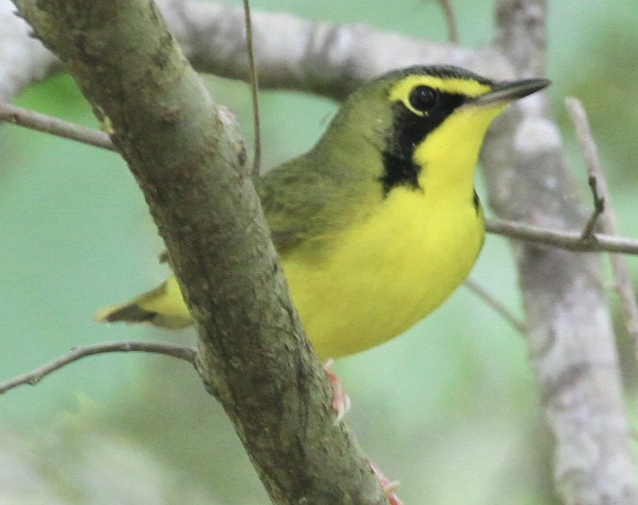 Kentucky Warbler - ML54500301