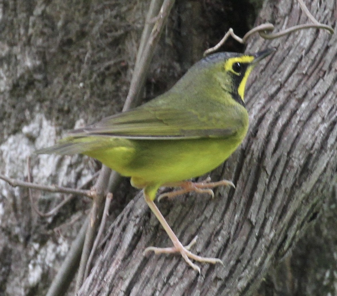 Kentucky Warbler - ML54500321