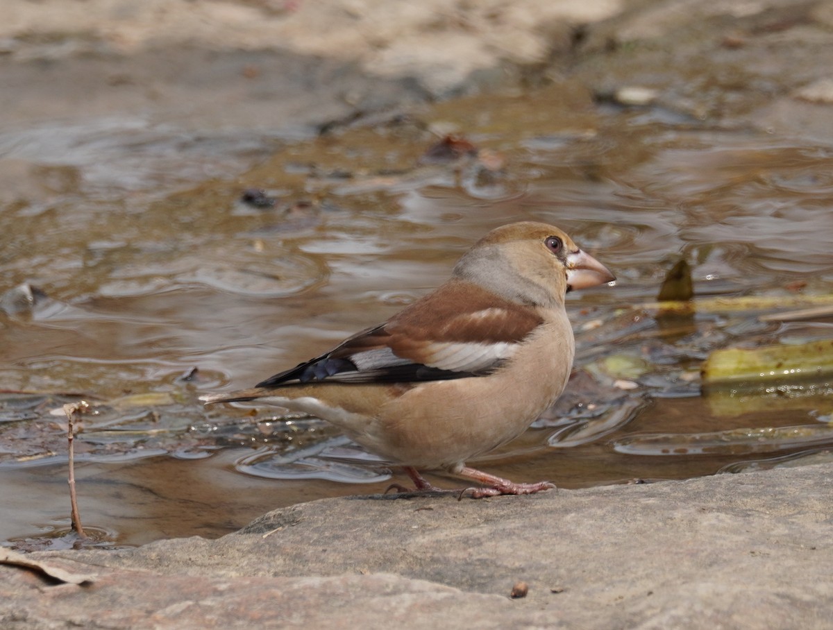 Hawfinch - ML545004561