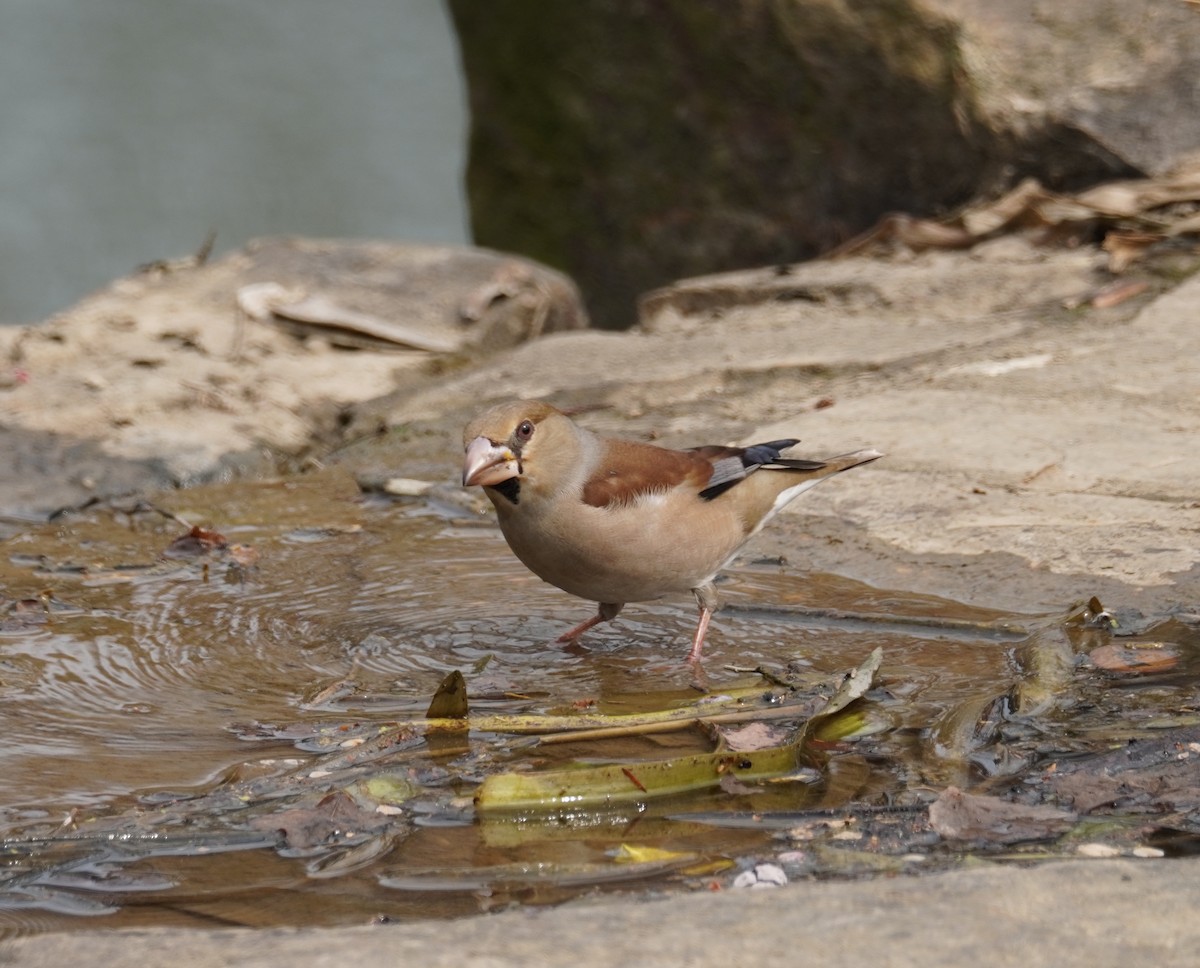 Hawfinch - ML545004621