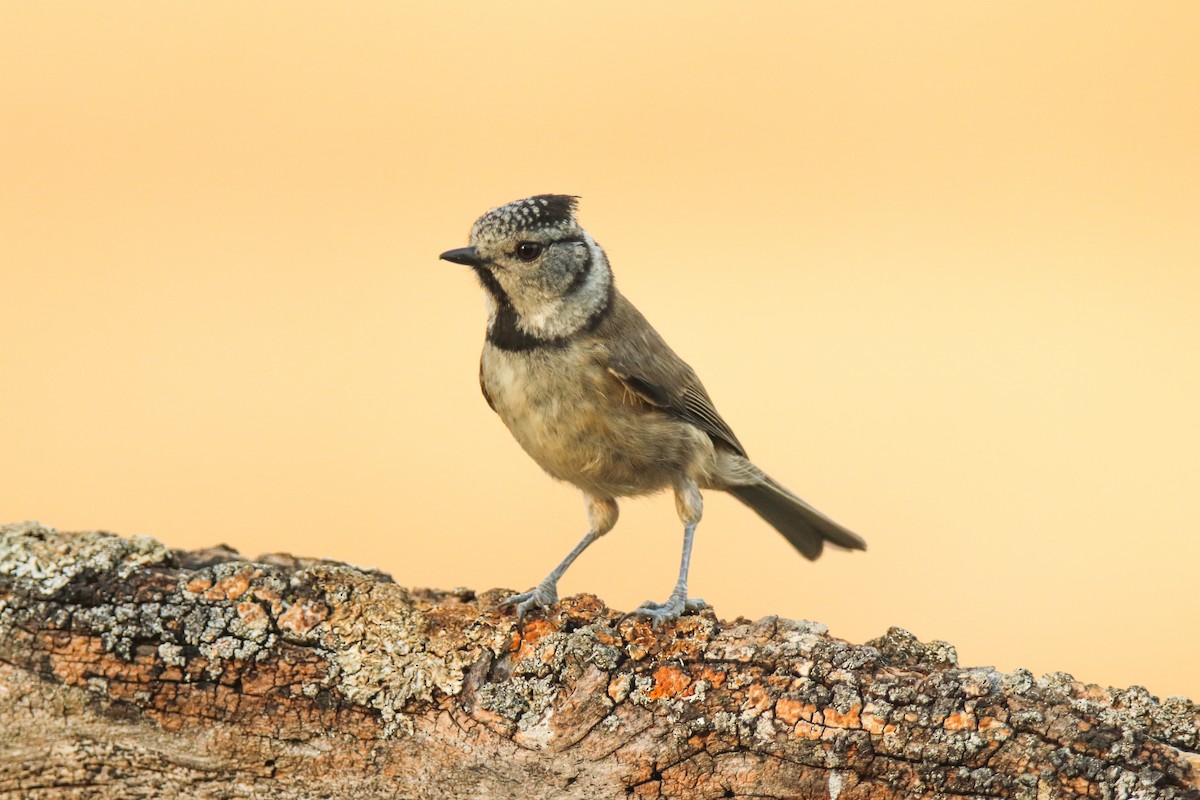 Crested Tit - Javi Jiménez