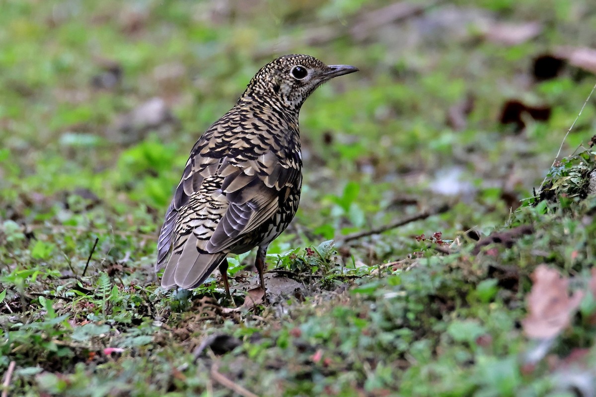 White's Thrush - 木寬 蔡