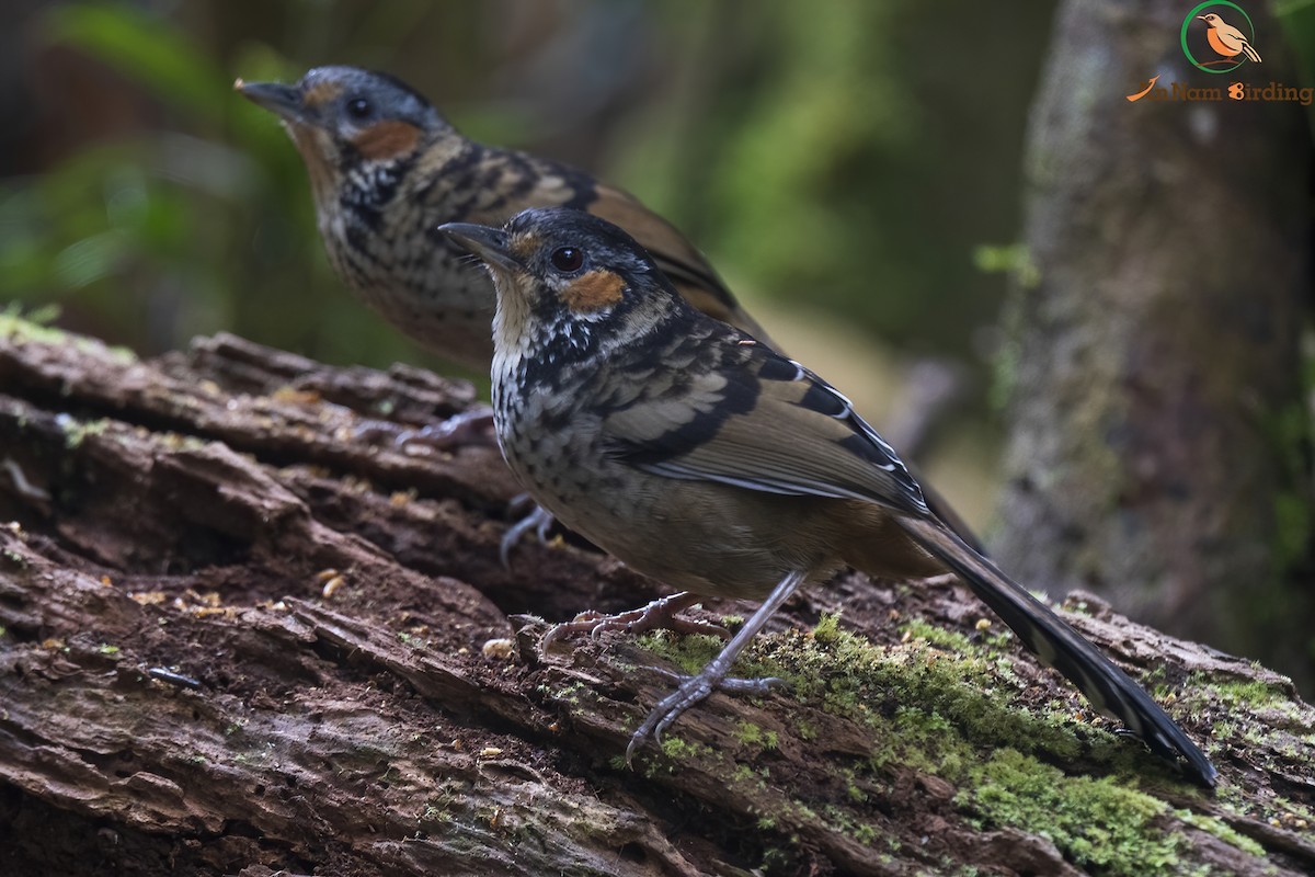 Chestnut-eared Laughingthrush - ML545011141