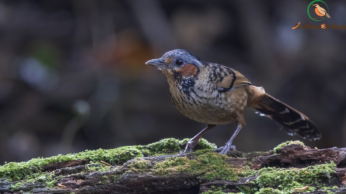 Chestnut-eared Laughingthrush - ML545011301