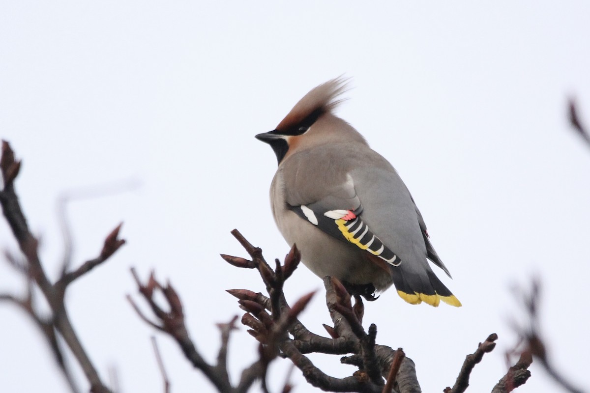 Bohemian Waxwing - ML545011571