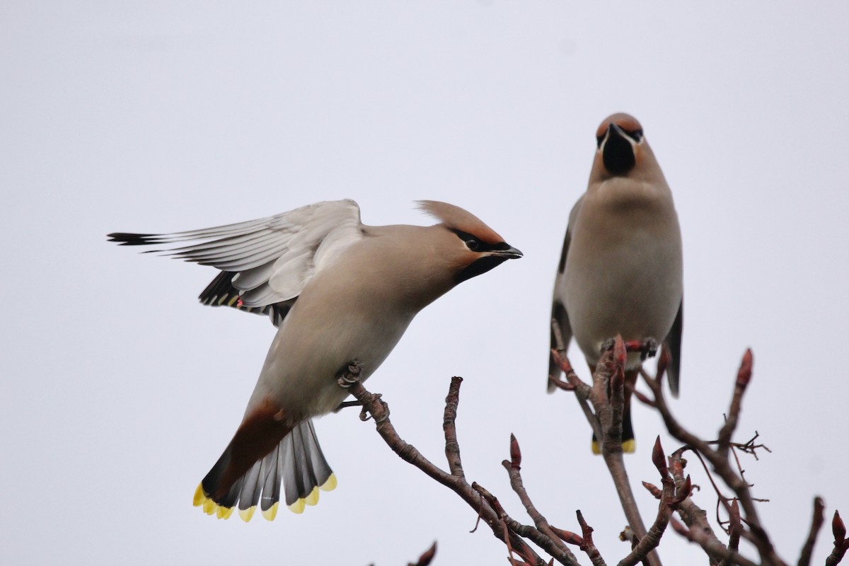 Bohemian Waxwing - ML545011591