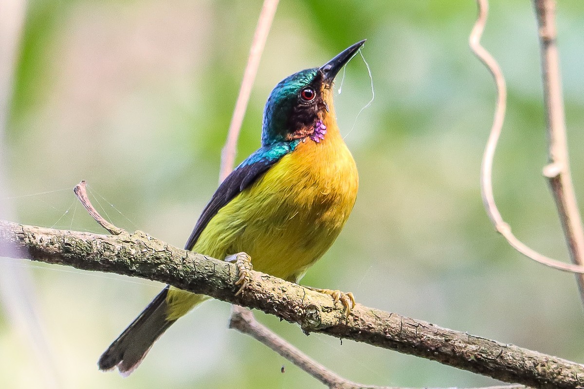 Ruby-cheeked Sunbird - ML545014371