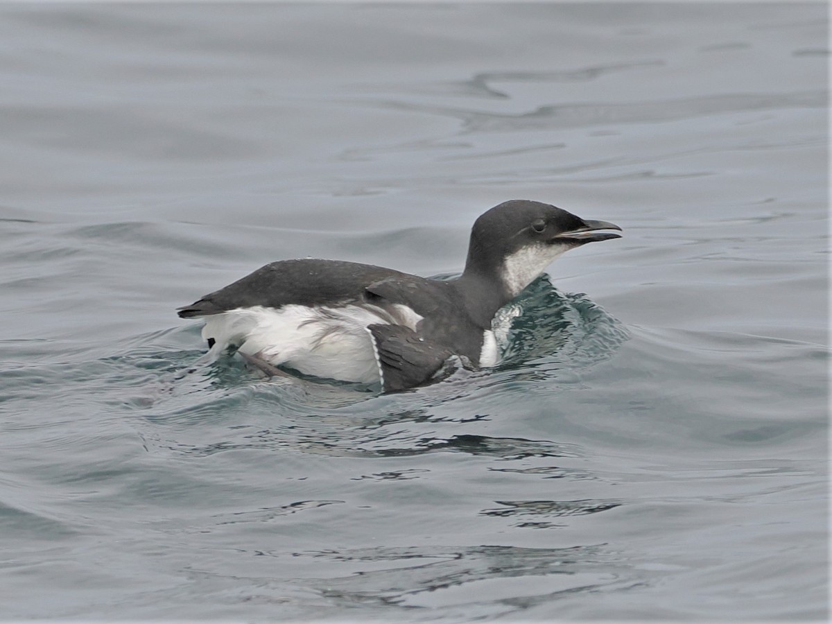 Thick-billed Murre - ML545014511