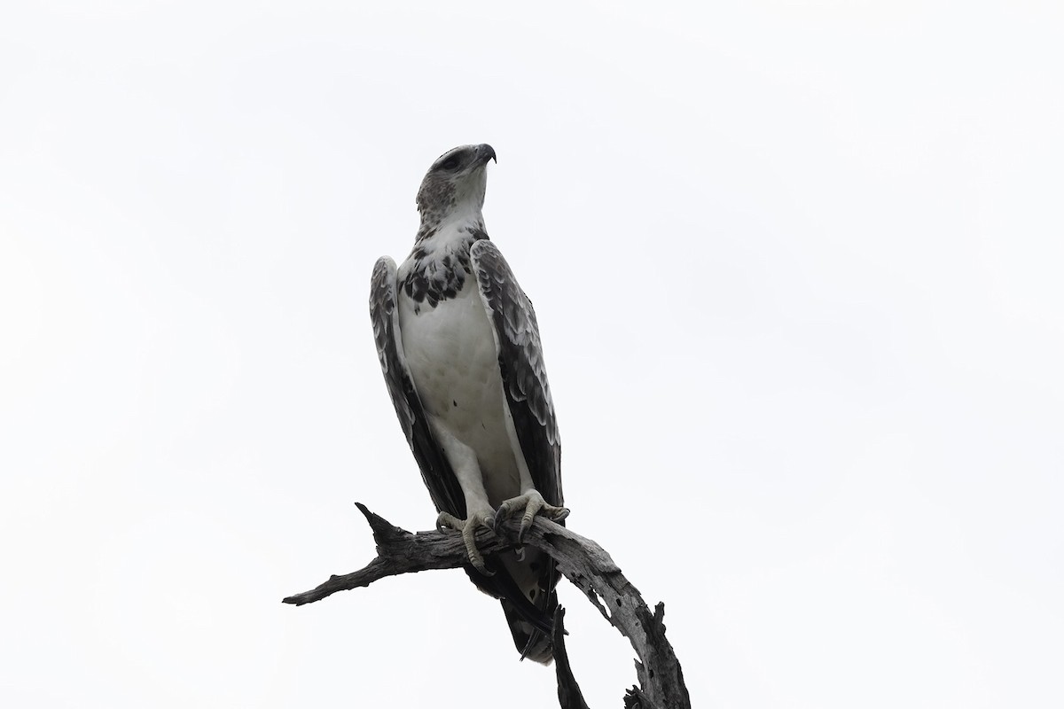 Martial Eagle - ML545017191