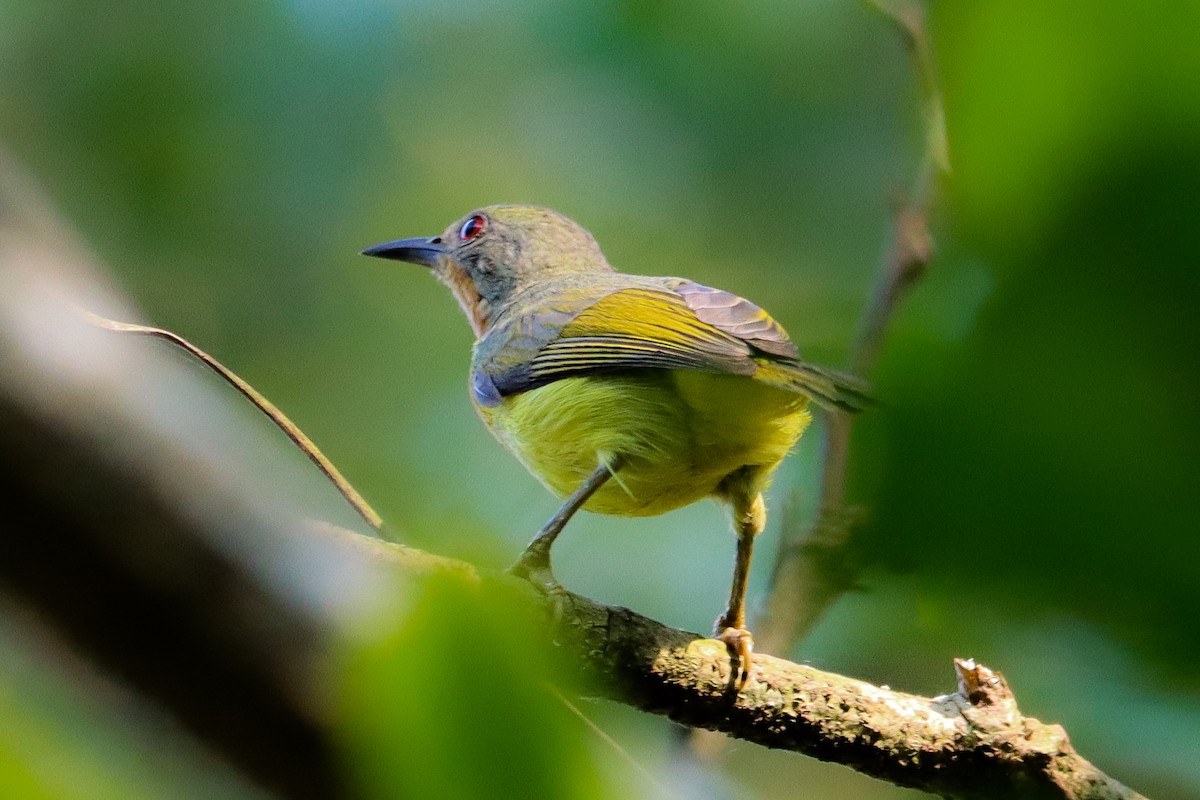 Ruby-cheeked Sunbird - ML545018661