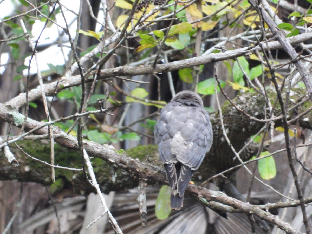 Gabar Goshawk - ML545018901