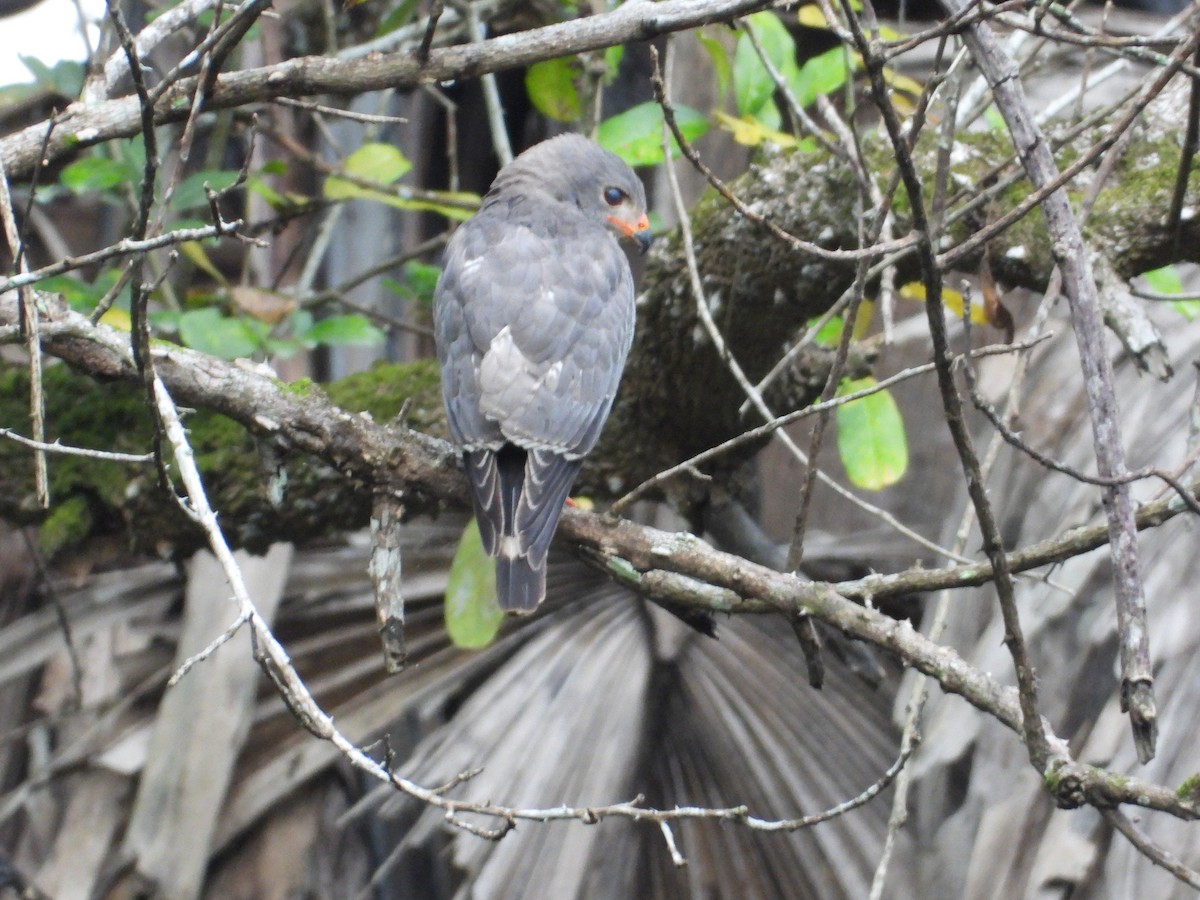 Gabar Goshawk - ML545018911