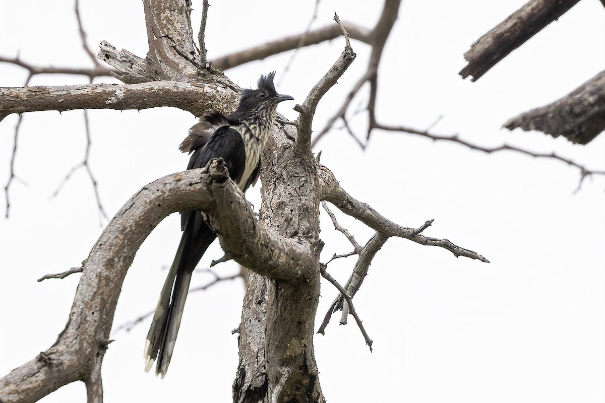Levaillant's Cuckoo - ML545019491