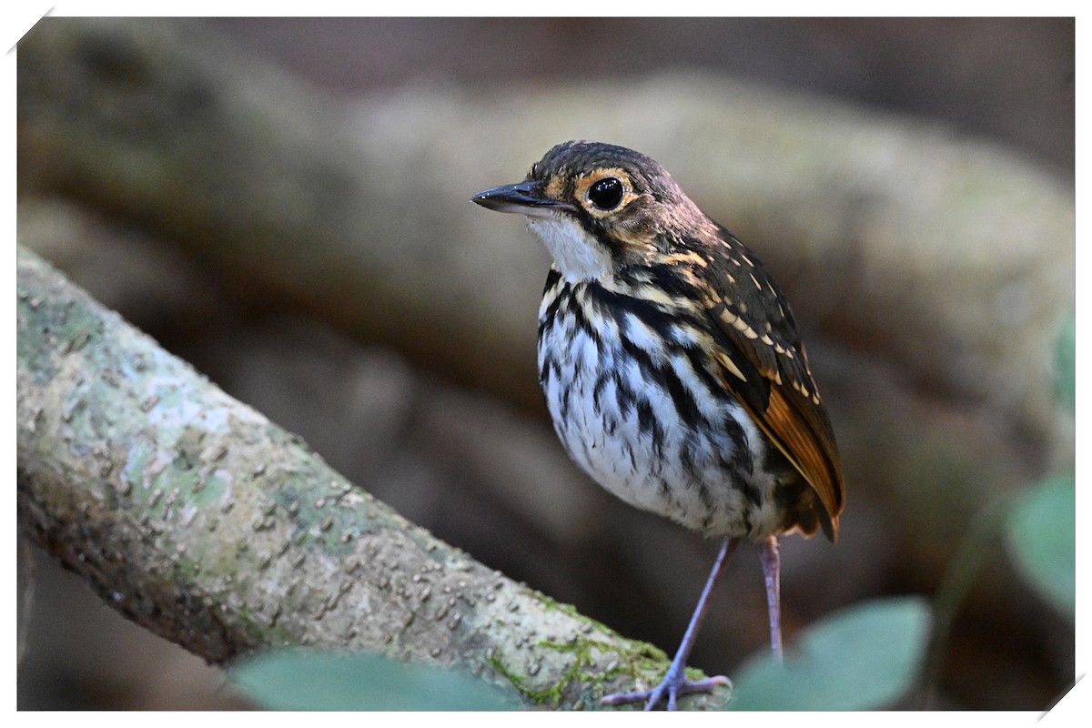 Streak-chested Antpitta (Eastern Panama) - ML545019571