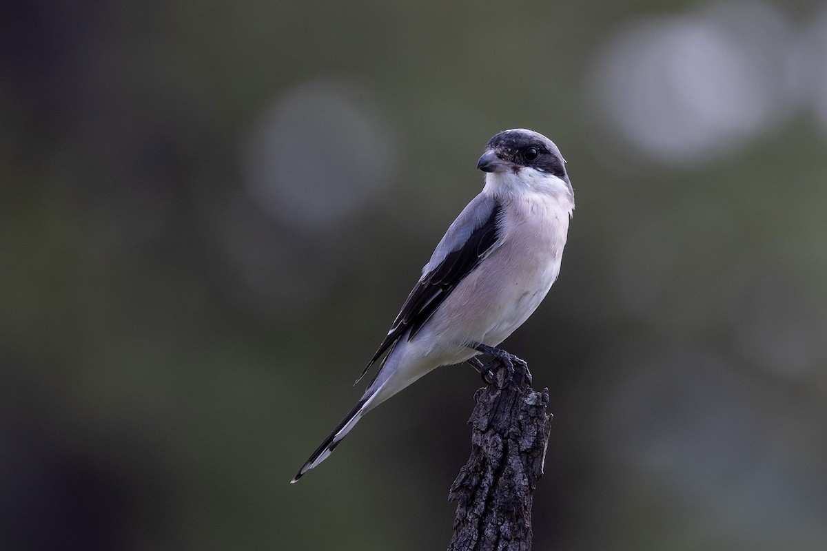 Lesser Gray Shrike - ML545020671