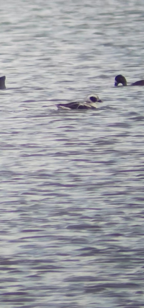 Long-tailed Duck - ML545021431
