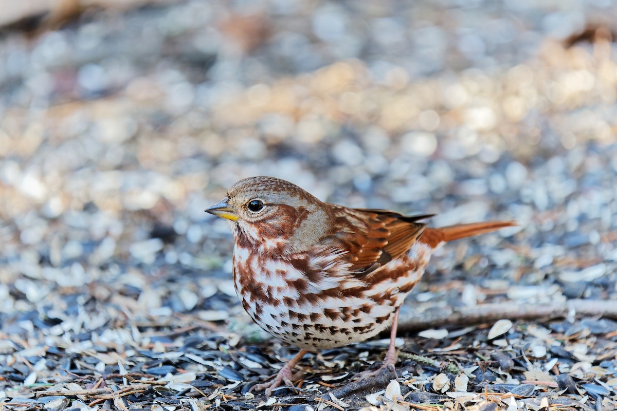 Fox Sparrow (Red) - ML545021471