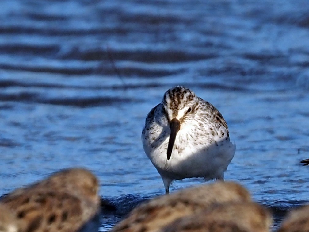 Broad-billed Sandpiper - ML545021591