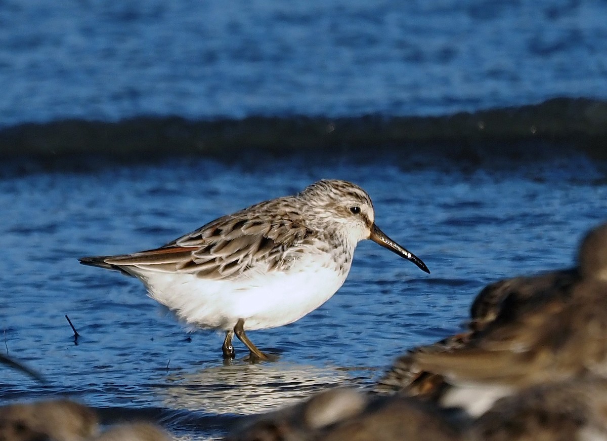 Broad-billed Sandpiper - ML545021621