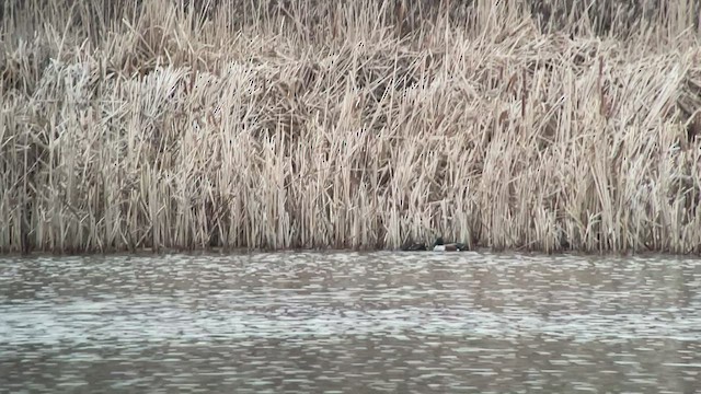 Mallard (Domestic type) - ML545022861