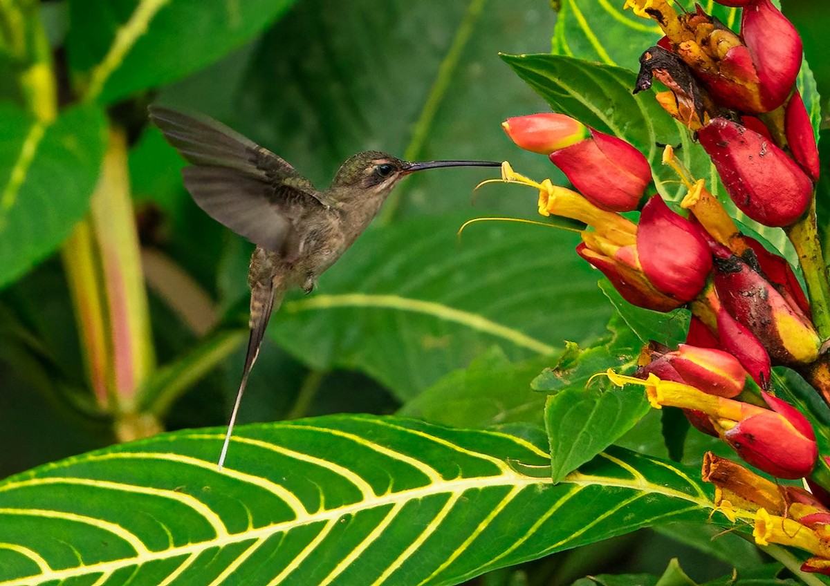 Straight-billed Hermit - Paulo Clemente Guevara