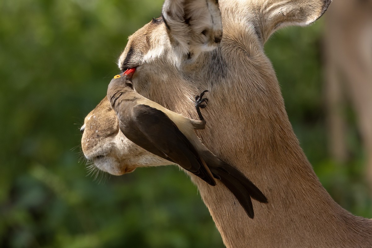 Red-billed Oxpecker - ML545023761