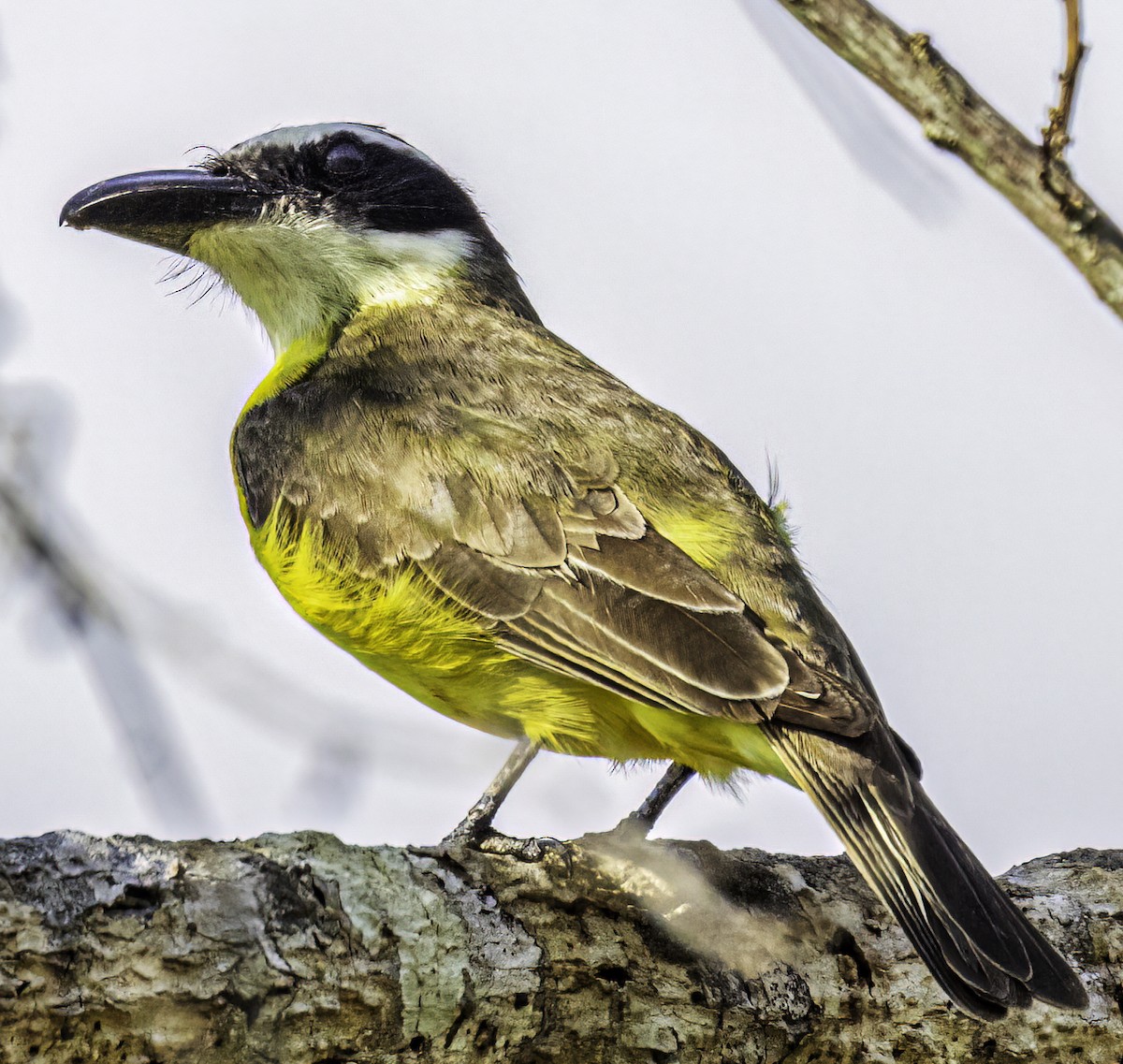 Boat-billed Flycatcher - Brad Singer