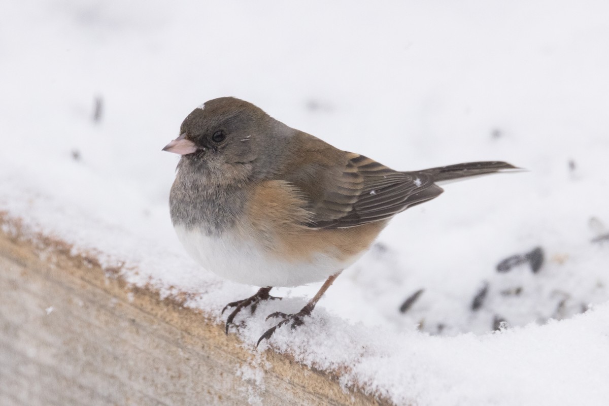 Junco ardoisé (groupe oreganus) - ML545024591