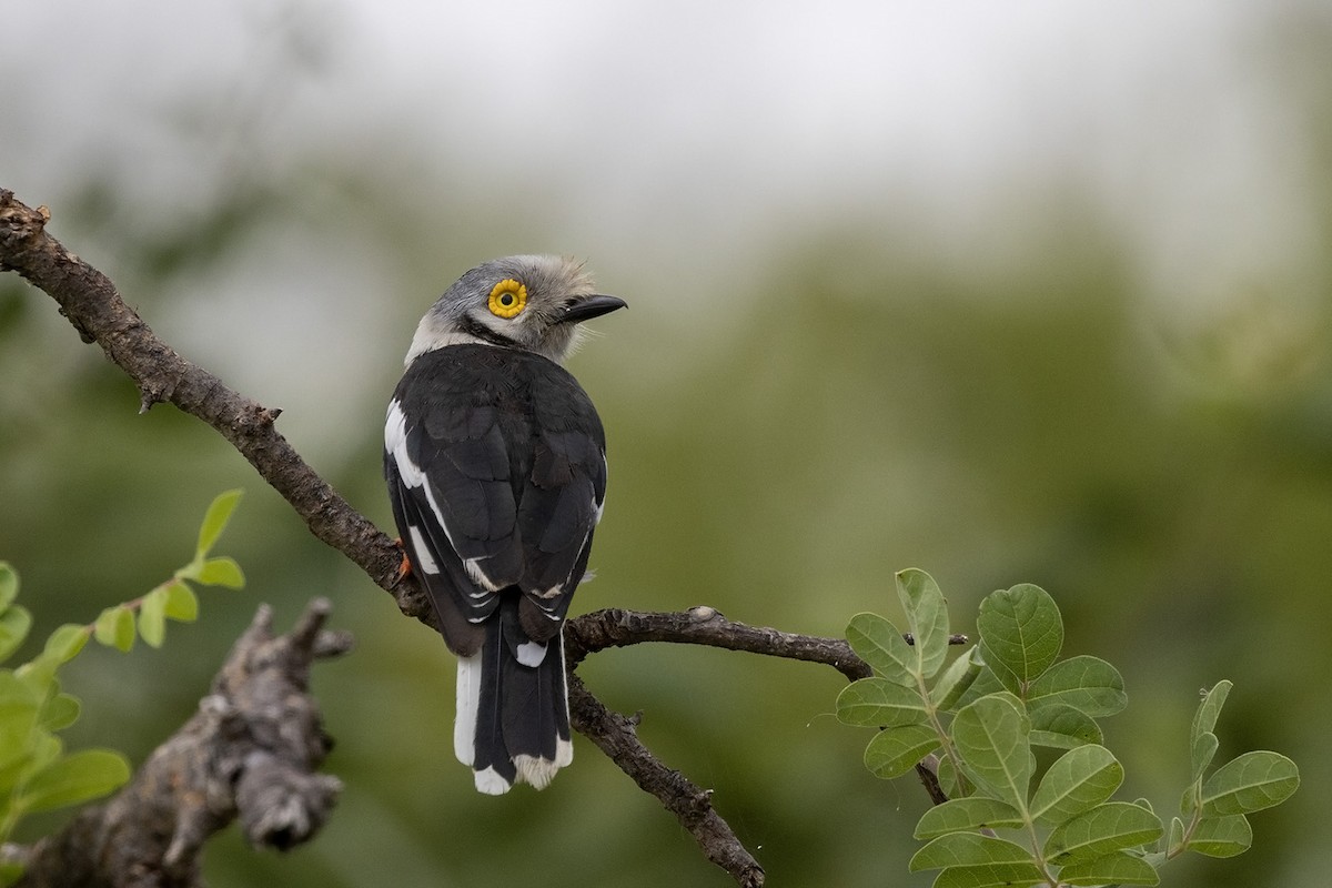 White-crested Helmetshrike - ML545024851