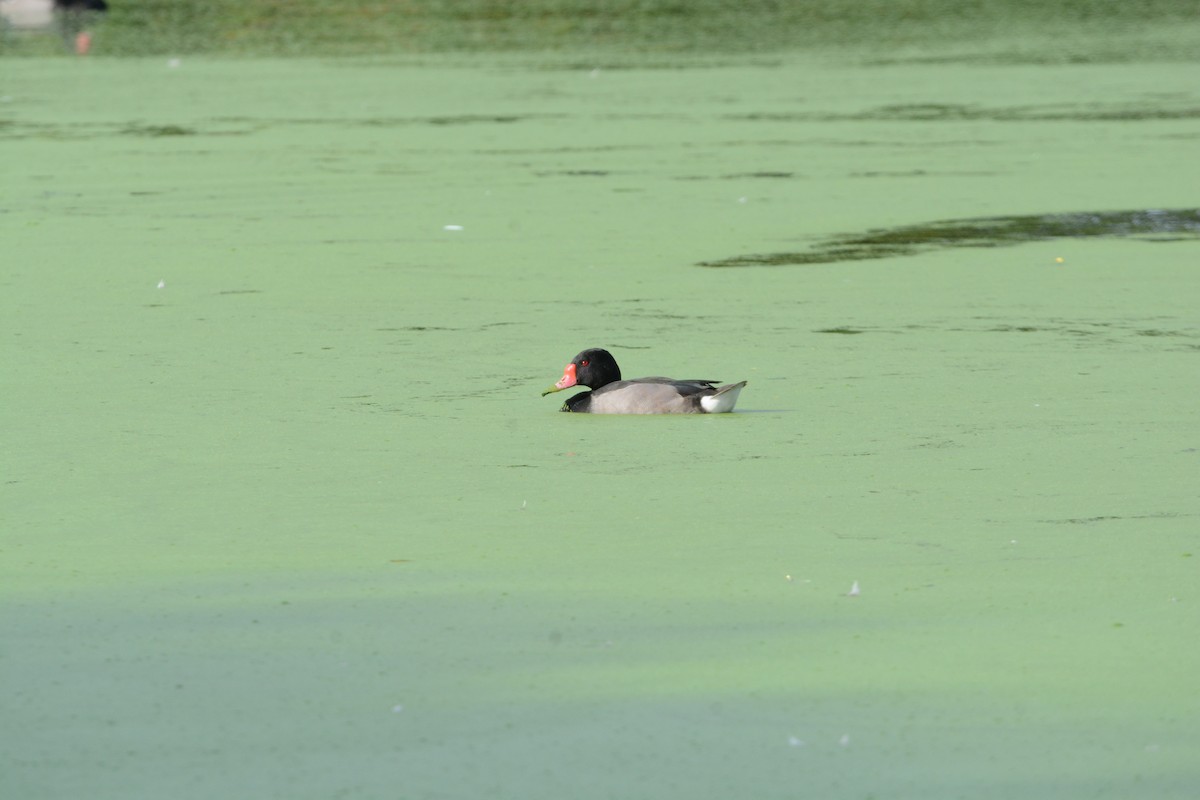 Rosy-billed Pochard - ML545025131