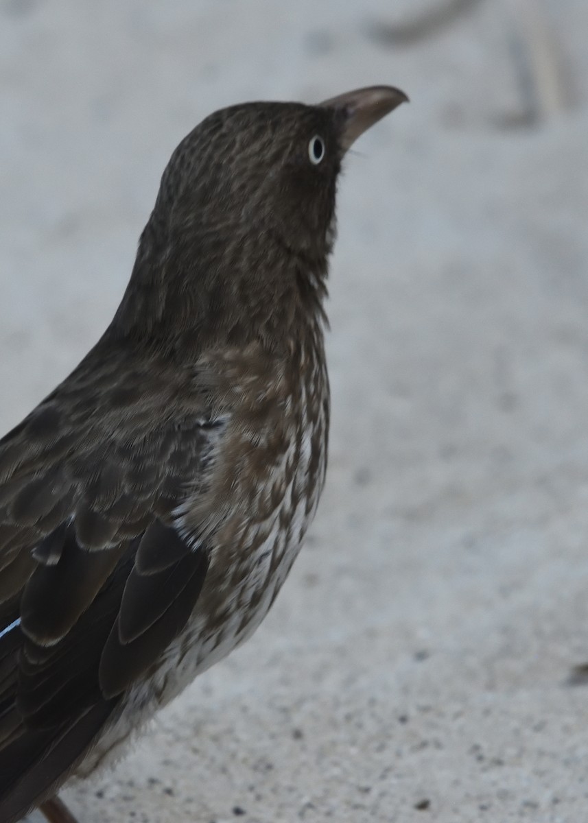 Pearly-eyed Thrasher - ML545025471