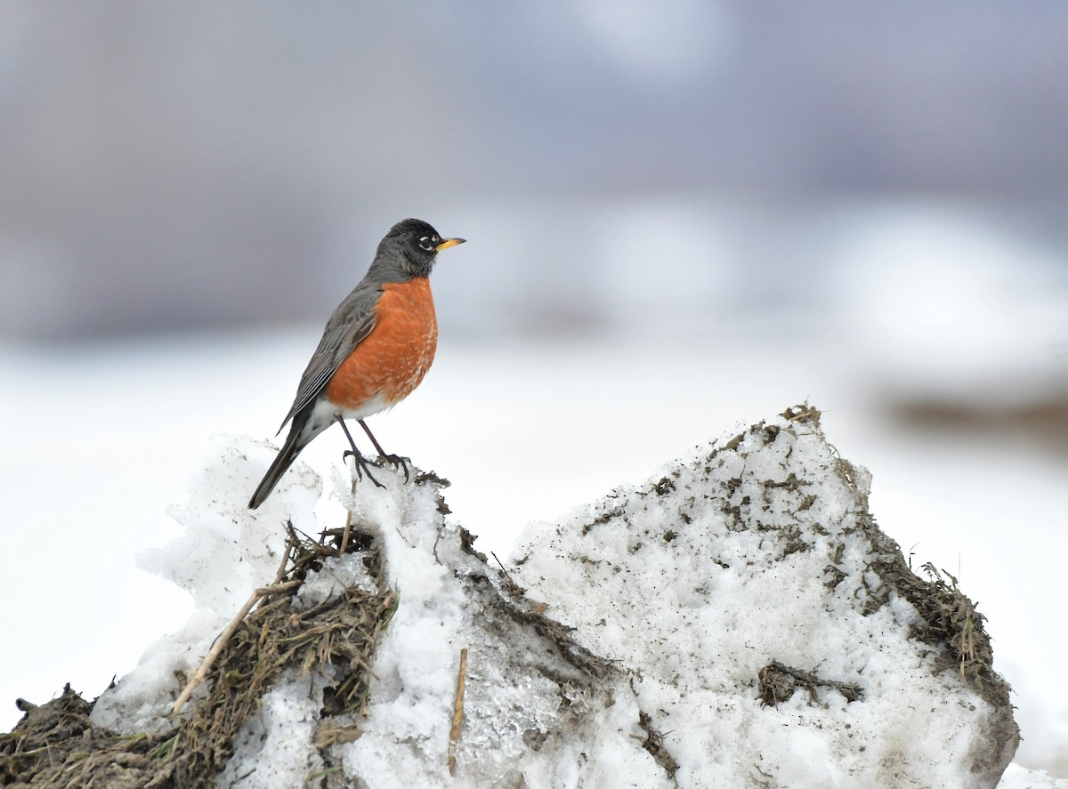 American Robin - Alain Denis