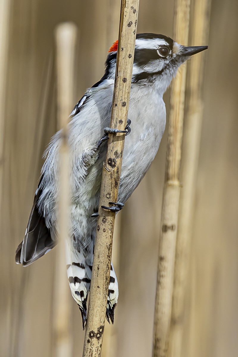 Downy Woodpecker - ML545026181