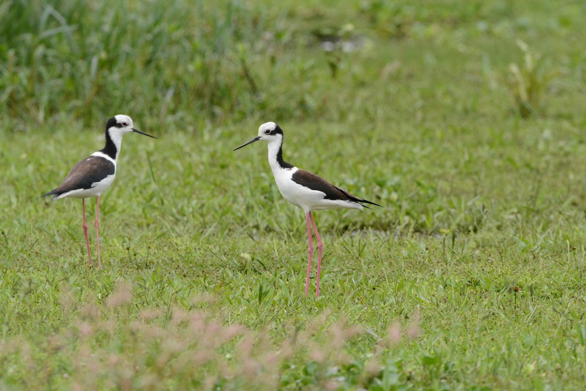 Schwarznacken-Stelzenläufer - ML545026731