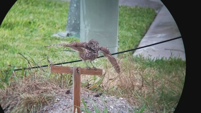 Burrowing Owl - ML545027341