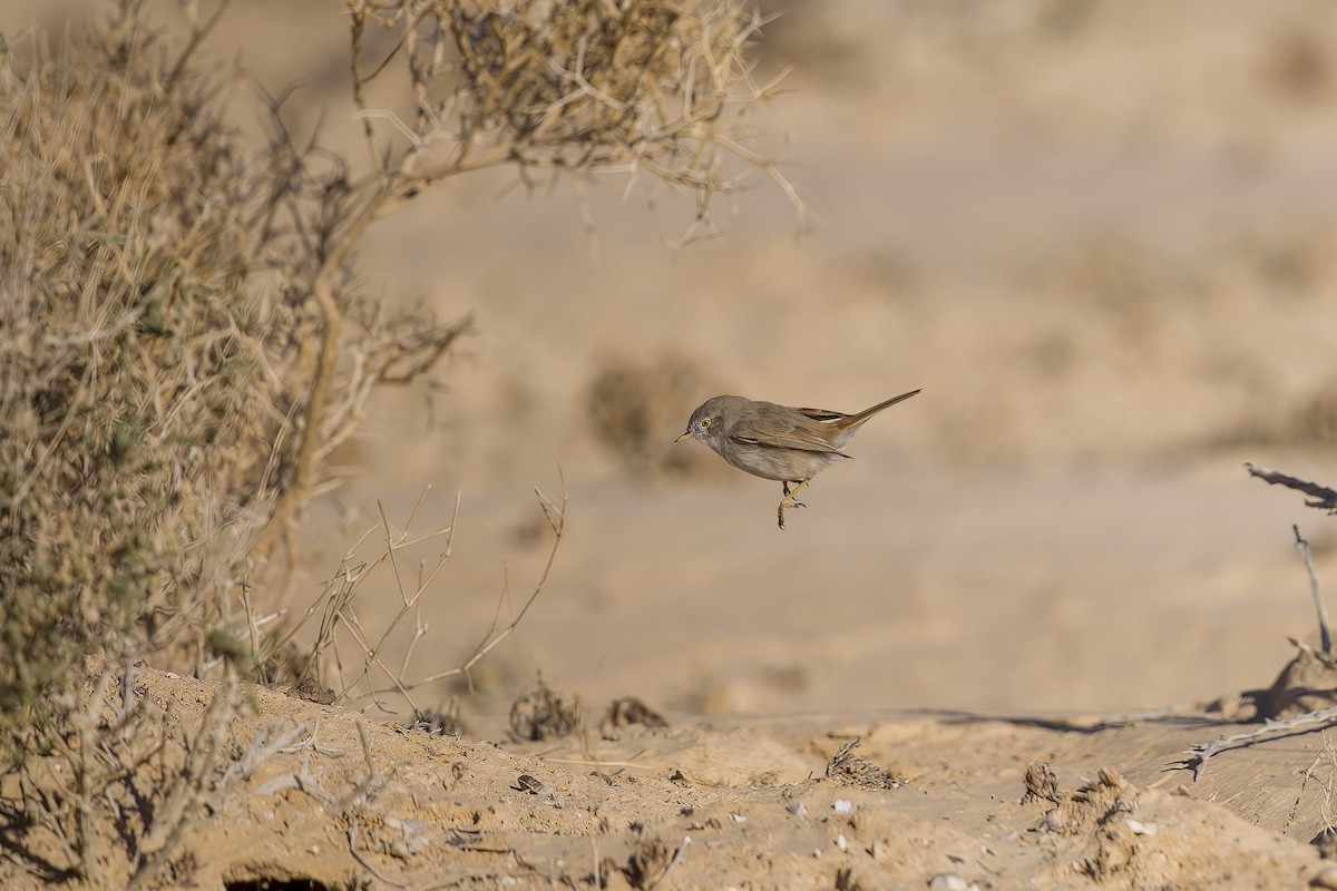 Asian Desert Warbler - ML545027541