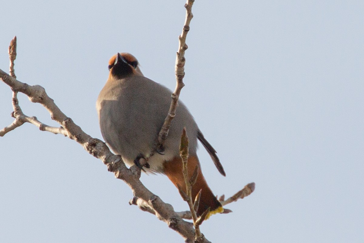 Bohemian Waxwing - ML545027671