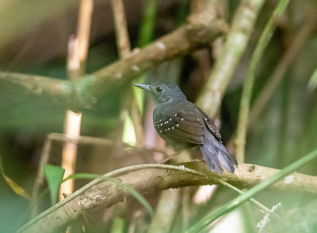 Rufous-faced Antbird - ML545027751