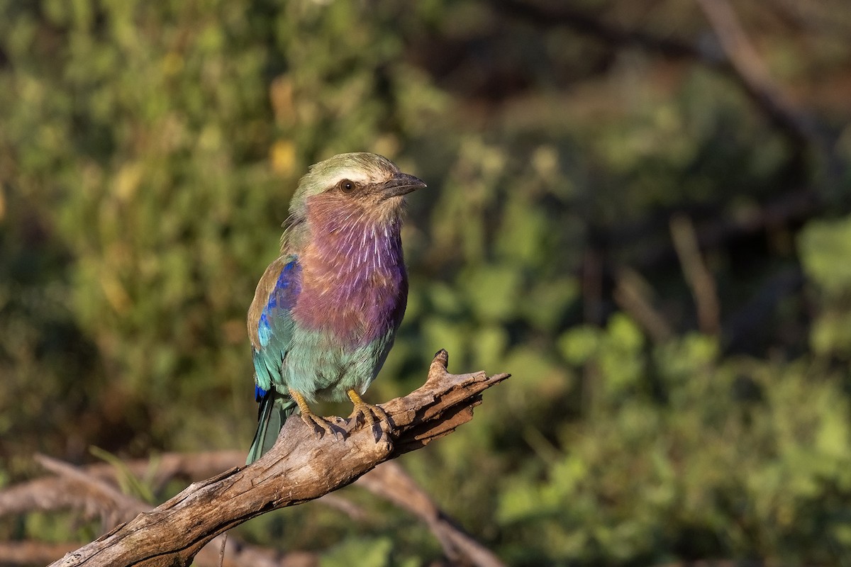 Lilac-breasted Roller (Lilac-breasted) - ML545028011