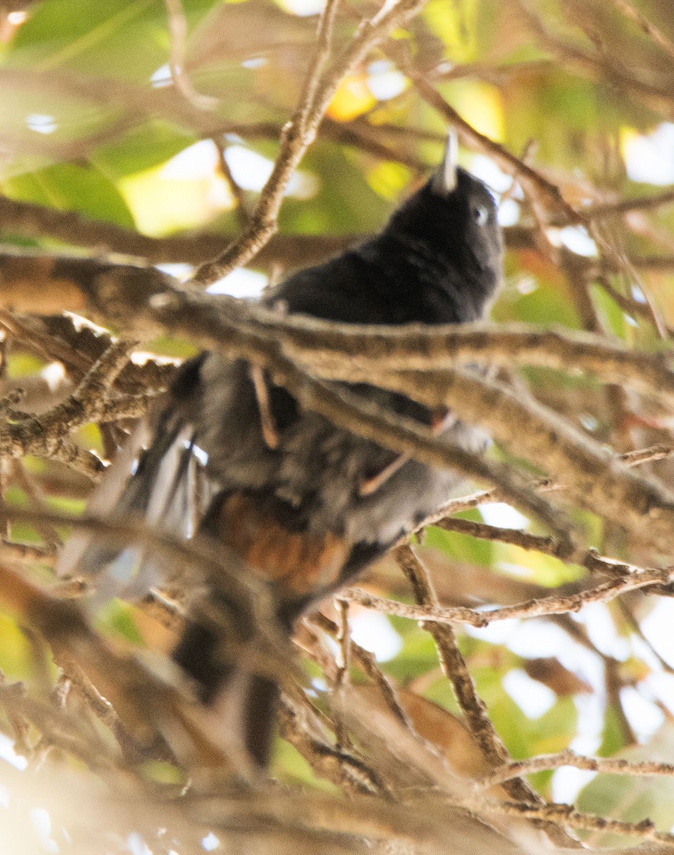 flowerpiercer sp. - ML545028091