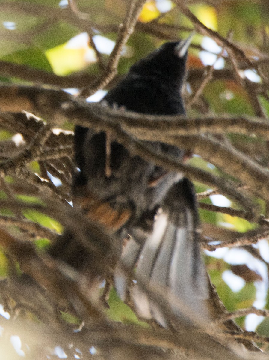 flowerpiercer sp. - ML545028101