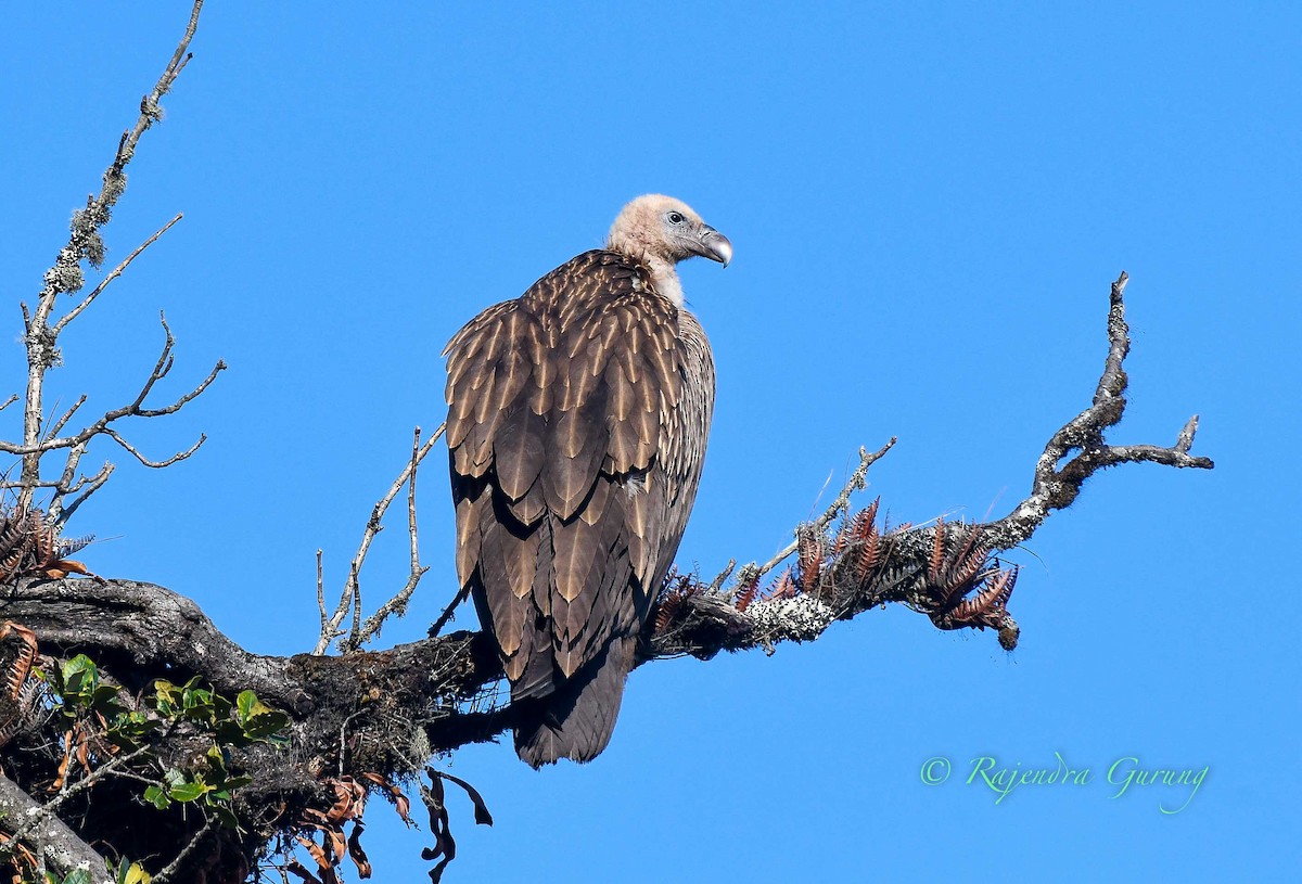 Himalayan Griffon - Rajendra Gurung