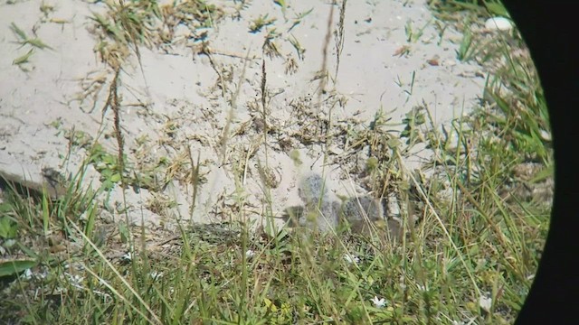 Burrowing Owl - ML545028761