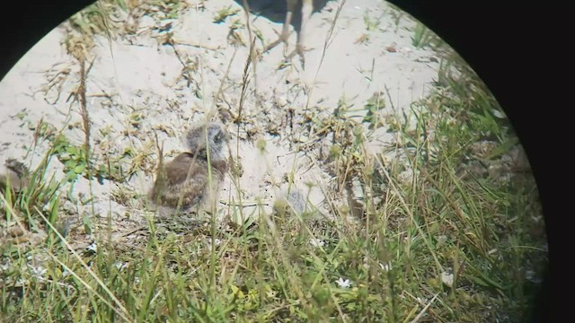 Burrowing Owl - ML545029271